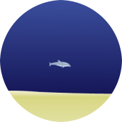 Олимпийский дельфин